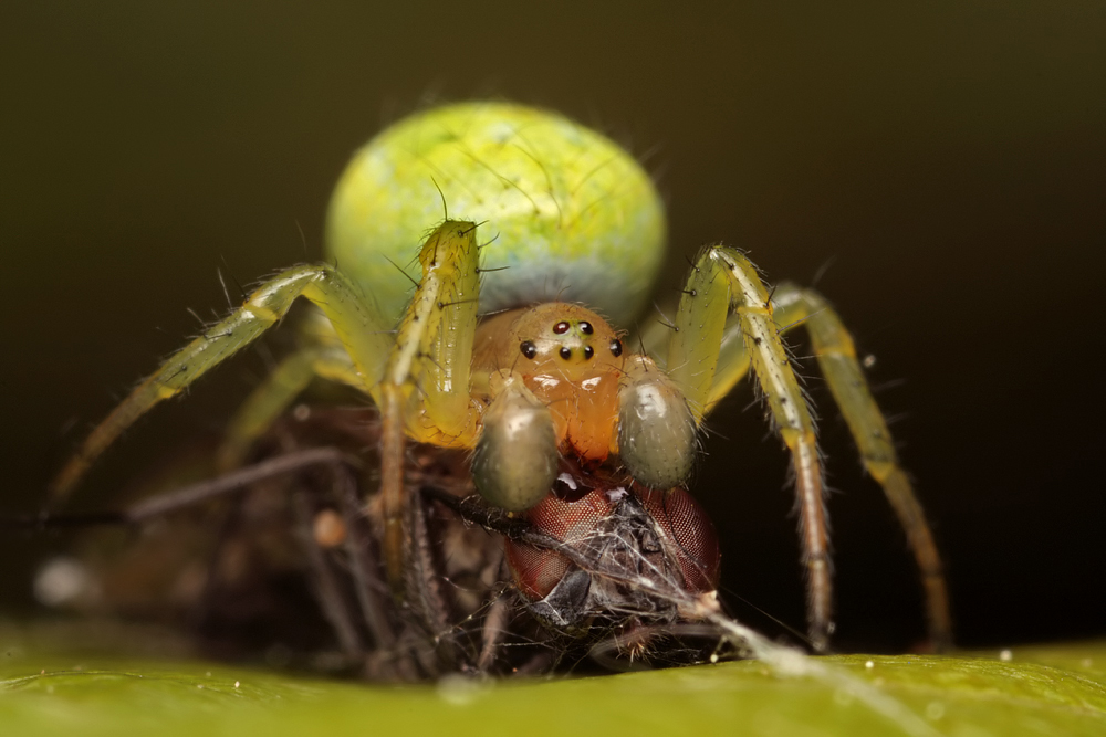 Orb-Web Spider with prey 1